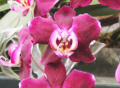 so viele wunderschöne Orchideen!